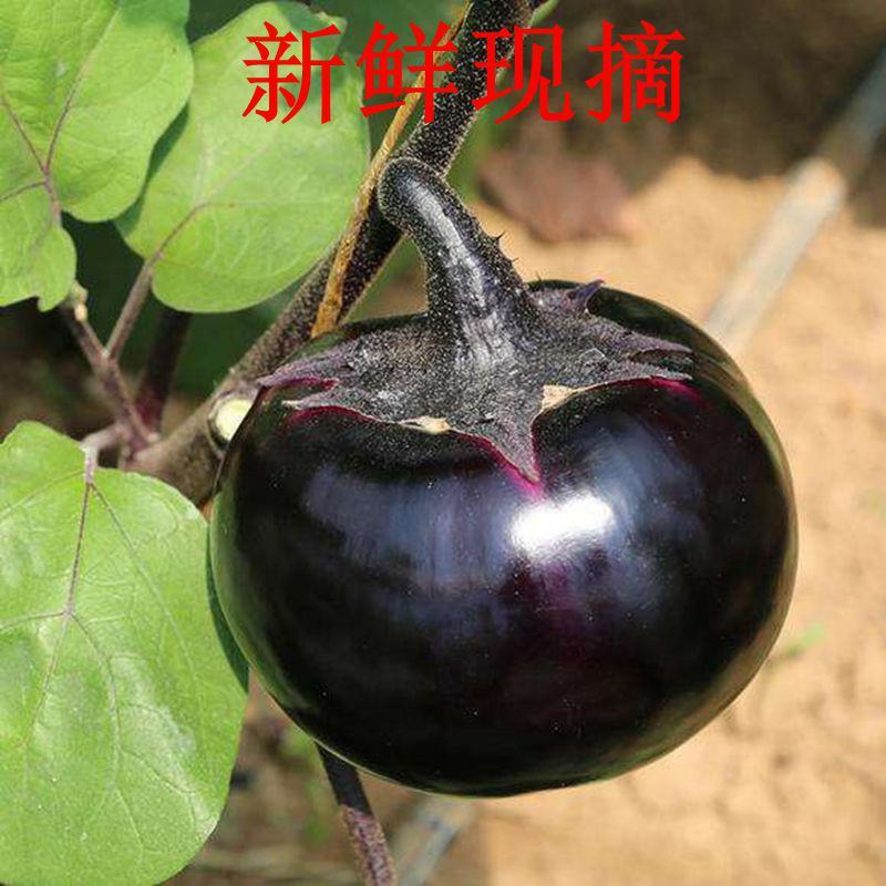 【茄子】河北邯郸永年，茄子，圆茄子可供各大市场和超市！