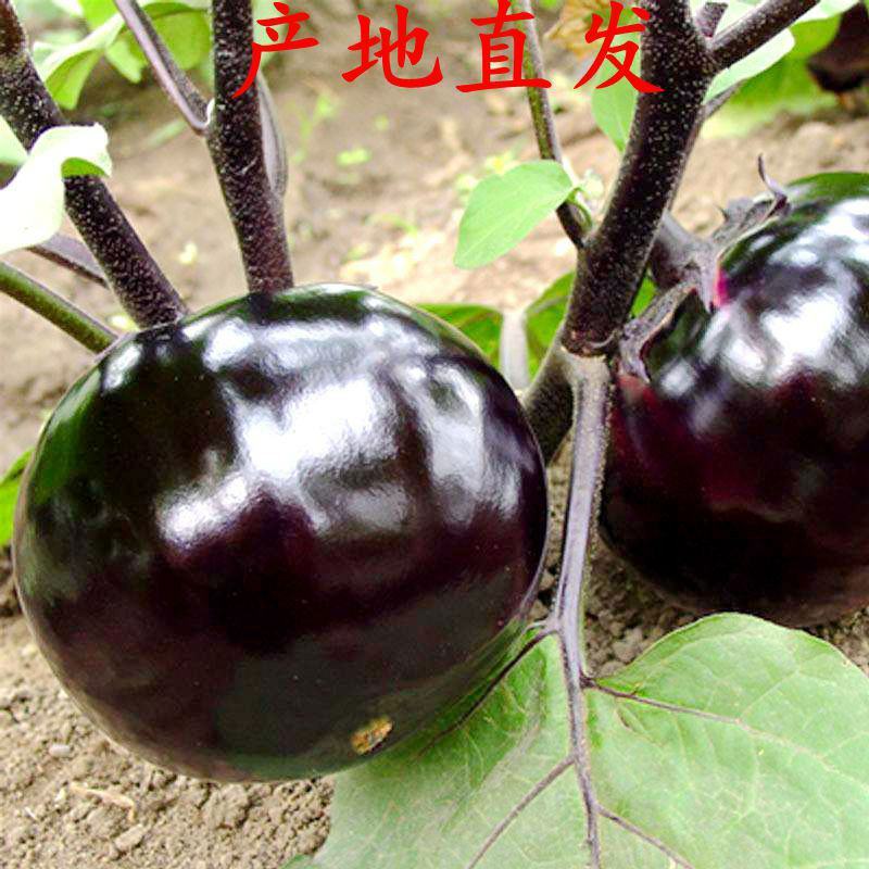 【茄子】河北邯郸永年，茄子，圆茄子可供各大市场和超市！