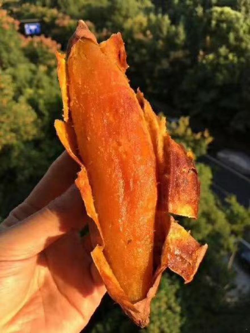 烟薯25红心地瓜番薯红薯烤地瓜一件代发产地直供