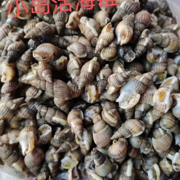 黄海活海锥，个头大质量好