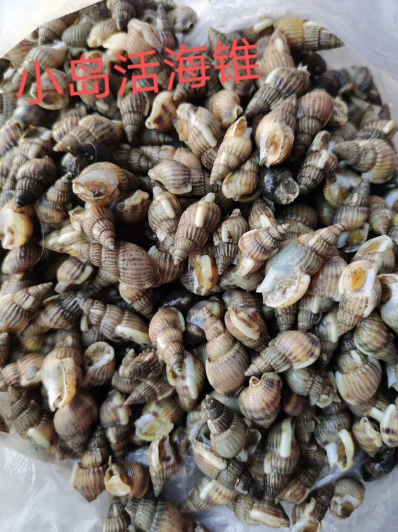 黄海活海锥，个头大质量好