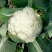 河北邯郸，松花菜，有机花，散花花椰菜供应超市，市场