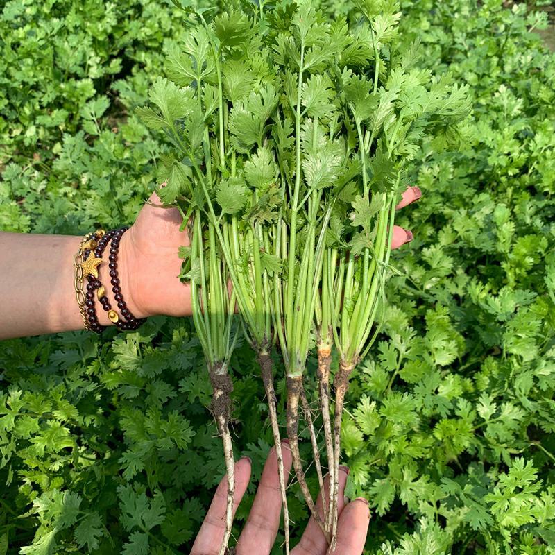 【推荐】河北邯郸永年精品大叶香菜蔬菜全国发货