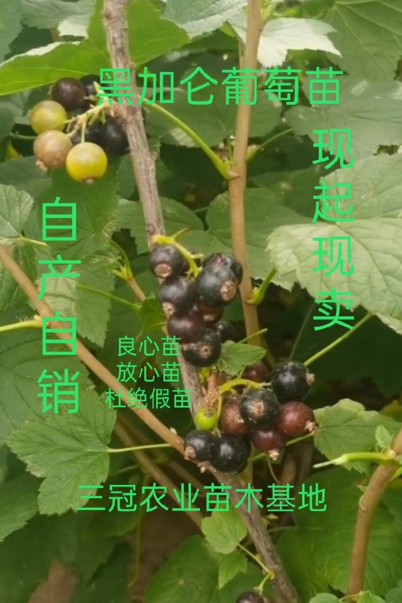 黑加仑葡萄苗自产自销现起现卖保证质量保证品种包