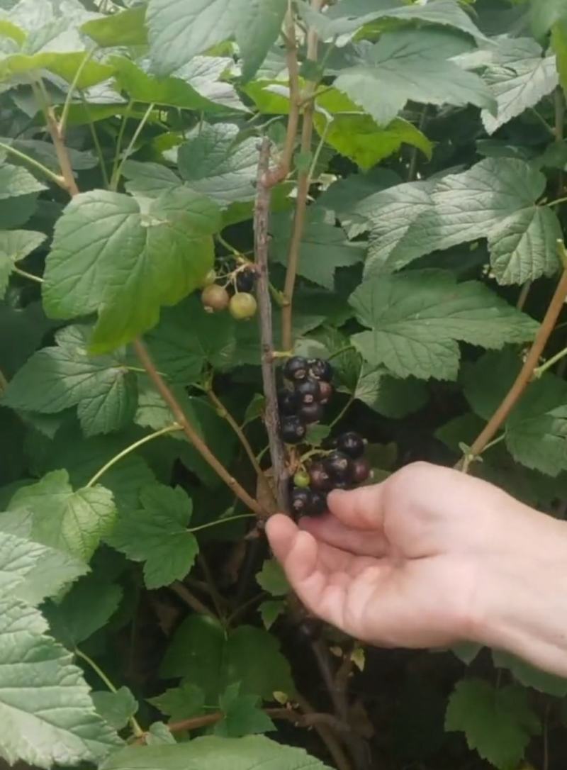 黑加仑葡萄苗自产自销现起现卖保证质量保证品种包
