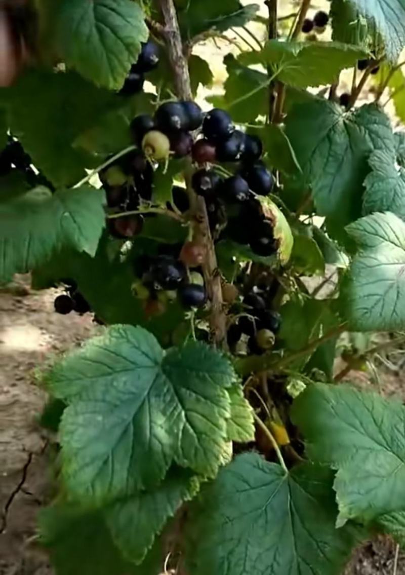 黑加仑葡萄苗自产自销现起现卖保证质量保证品种包
