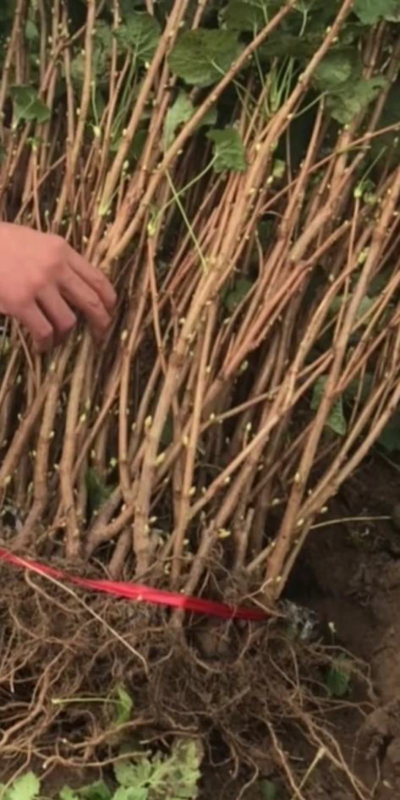 黑加仑葡萄苗自产自销现起现卖保证质量保证品种包