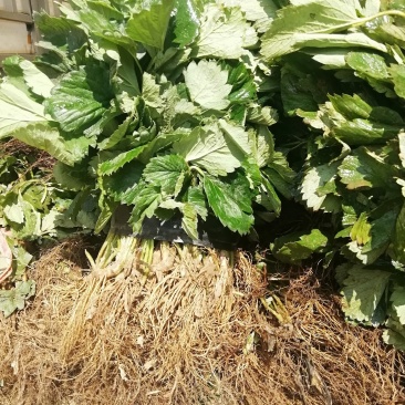 达赛草莓苗：红颜草莓苗，苗圃现挖，苗保鲜发货成活率高