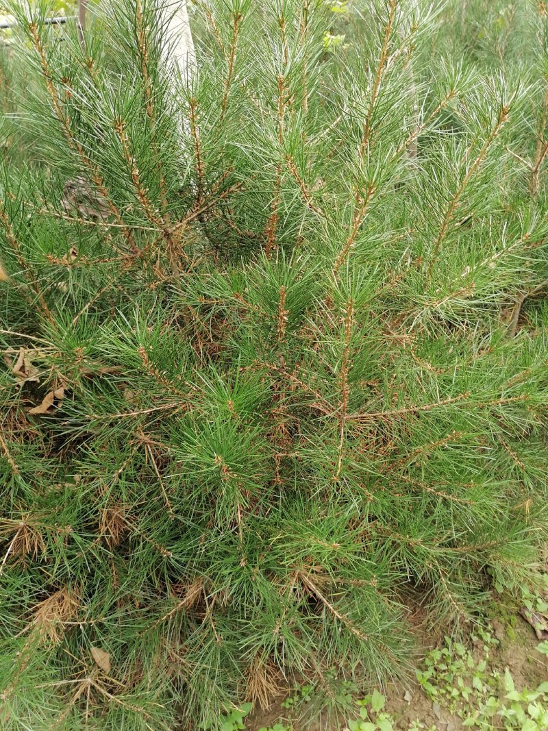 自产自销白皮松苗产地直供优质可靠欢迎选购，大量供货，产地