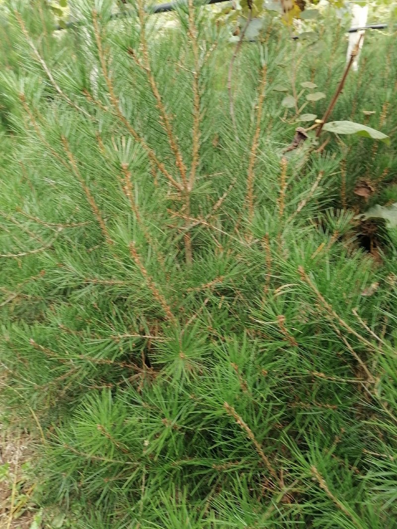 自产自销白皮松苗产地直供优质可靠欢迎选购，大量供货，产地