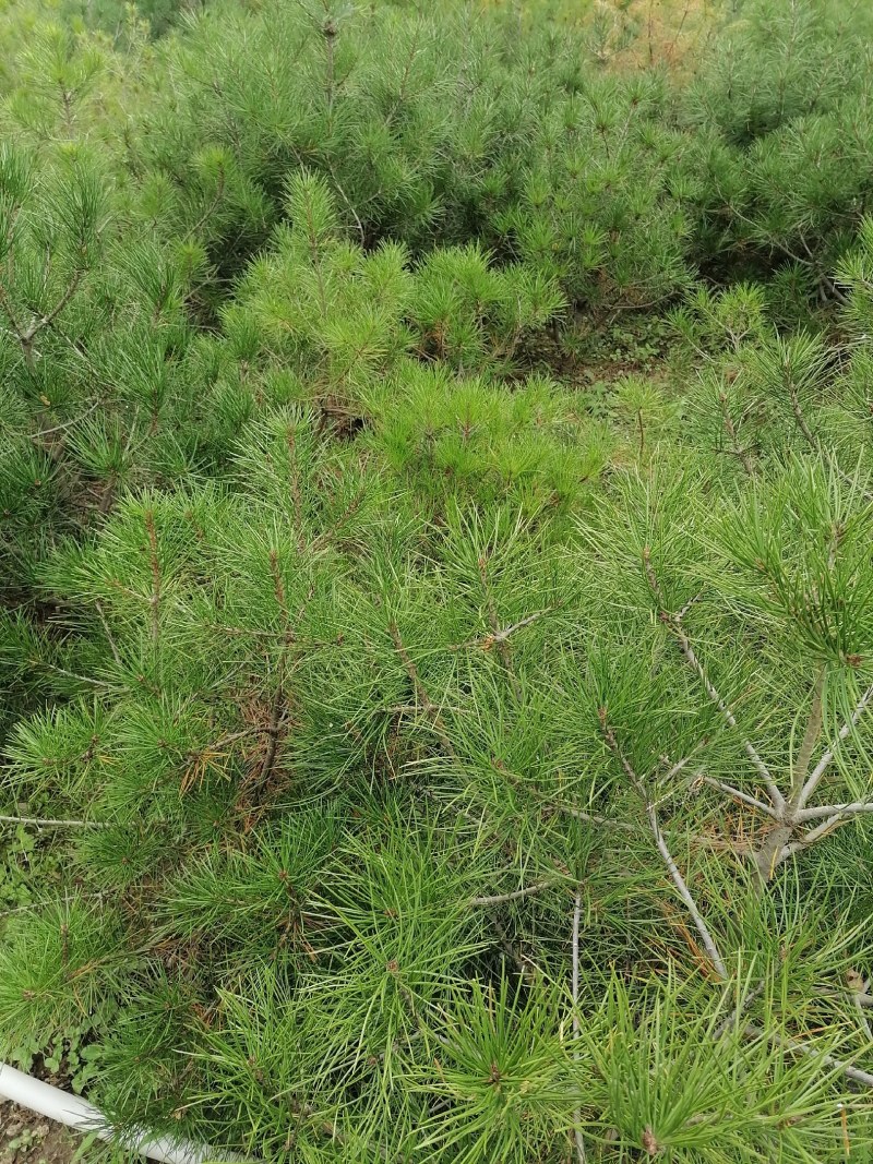 自产自销白皮松苗产地直供优质可靠欢迎选购，大量供货，产地
