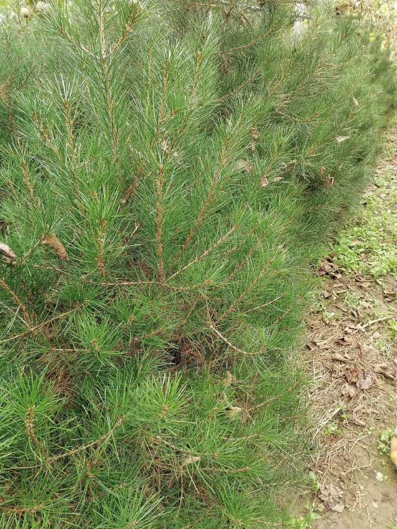 自产自销白皮松苗产地直供优质可靠欢迎选购，大量供货，产地