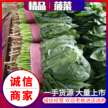 精品大叶菠菜，一手货源，价格便宜，品质保证，可视频看货