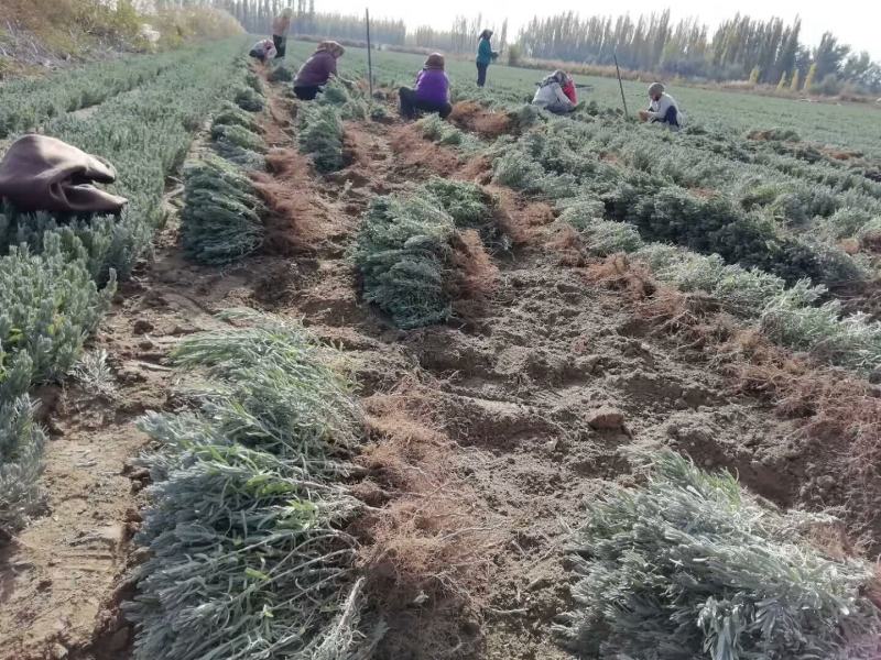 新疆伊宁太空蓝薰衣草种苗基地直销，价格优惠，质量保证
