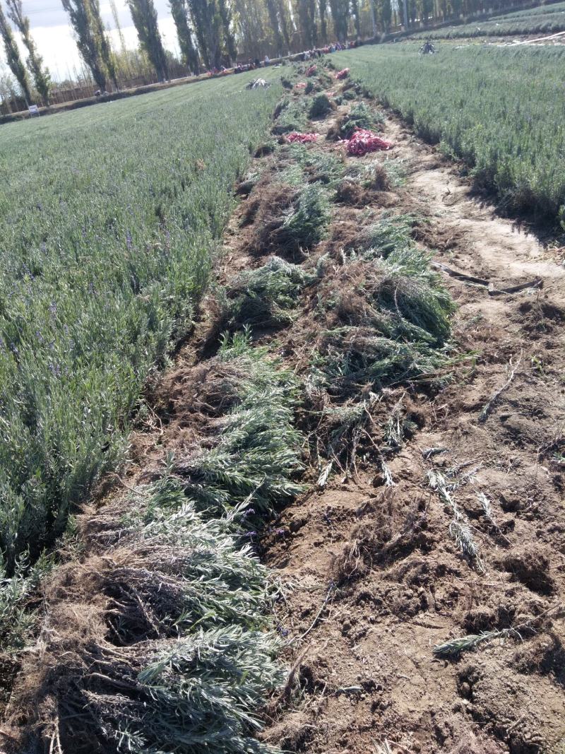 新疆伊宁太空蓝薰衣草种苗基地直销，价格优惠，质量保证