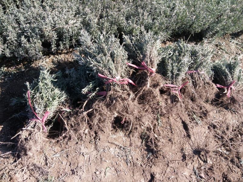 新疆伊宁太空蓝薰衣草种苗基地直销，价格优惠，质量保证