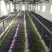 新疆伊宁太空蓝薰衣草种苗基地直销，价格优惠，质量保证