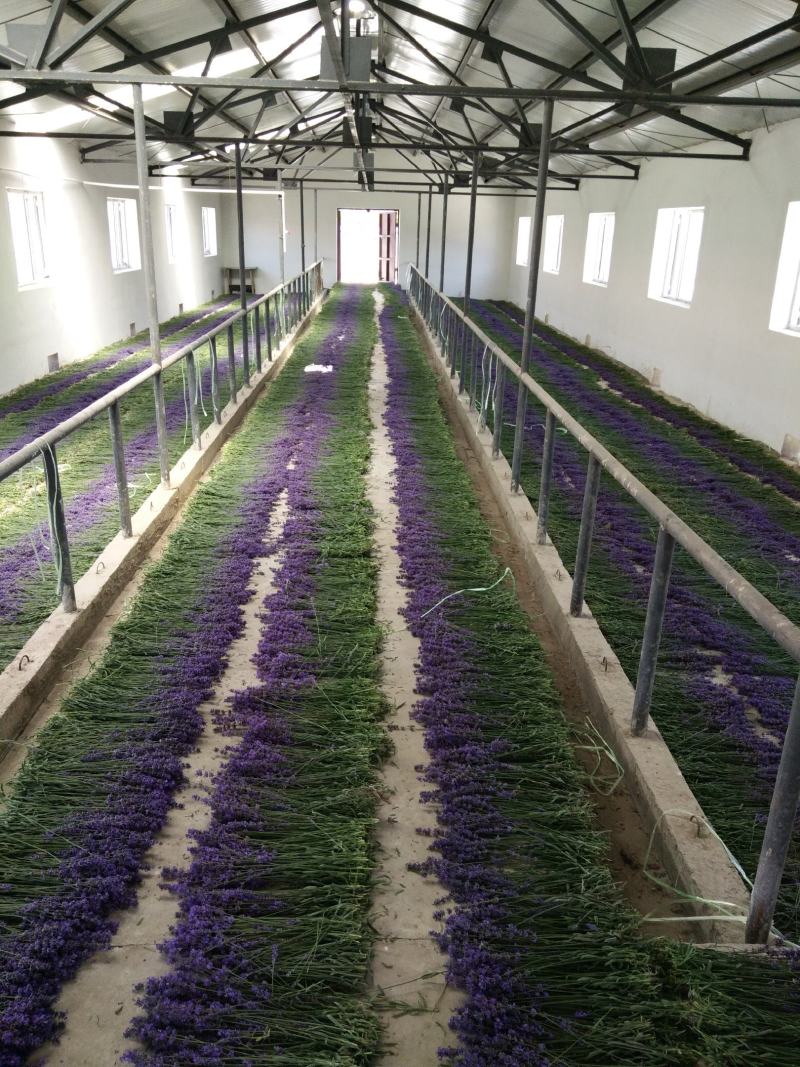 新疆伊宁太空蓝薰衣草种苗基地直销，价格优惠，质量保证