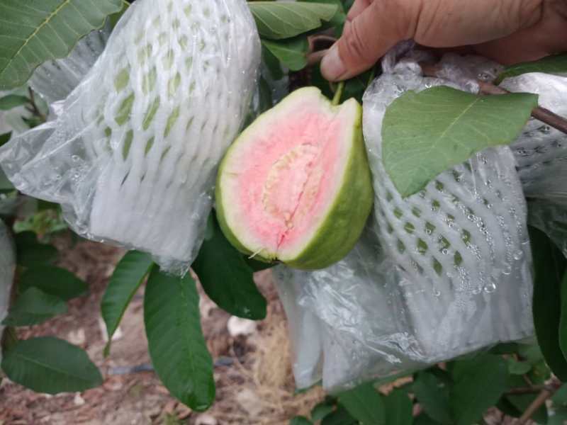 德庆本地红心芭番石榴
