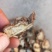 甘肃无硫当归片，当归头，全当归，全国包邮。