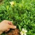 小叶桅子花苗室内盆栽花卉绿植雀舌栀子花苗小花桅子