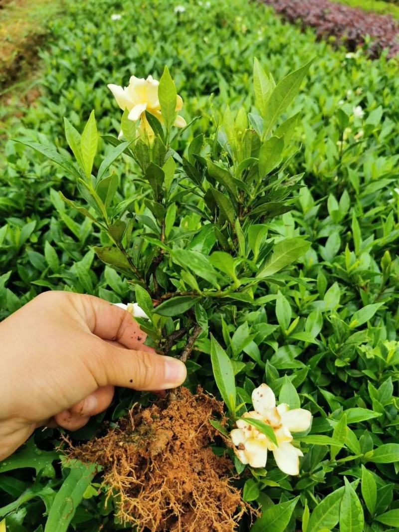 小叶桅子花苗室内盆栽花卉绿植雀舌栀子花苗小花桅子