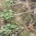小叶桅子花苗室内盆栽花卉绿植雀舌栀子花苗小花桅子