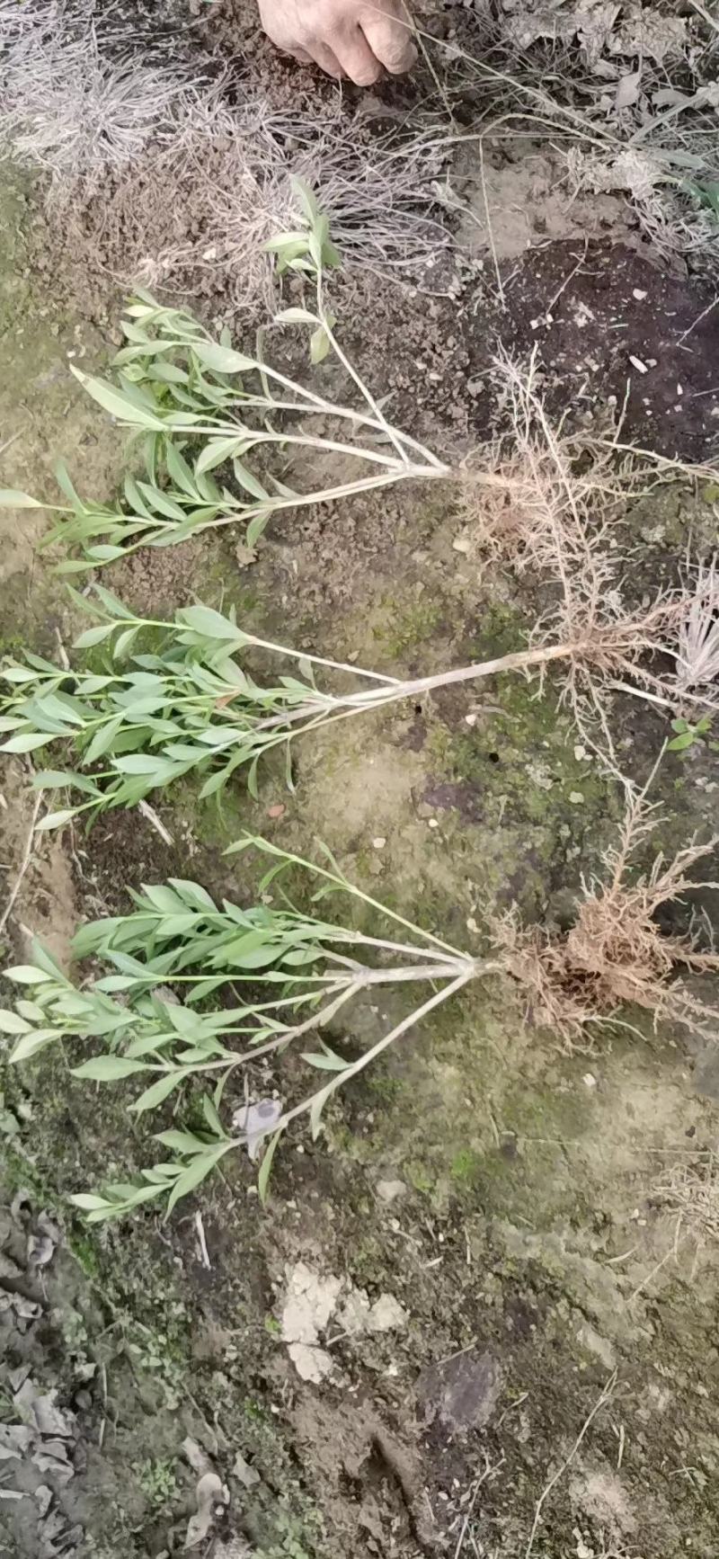 小叶桅子花苗室内盆栽花卉绿植雀舌栀子花苗小花桅子