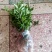 小叶桅子花苗室内盆栽花卉绿植雀舌栀子花苗小花桅子