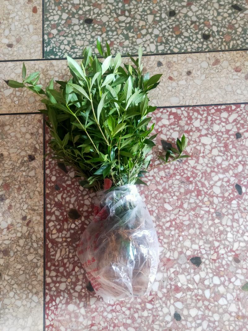 小叶桅子花苗室内盆栽花卉绿植雀舌栀子花苗小花桅子