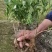 小叶桅子花苗室内盆栽花卉绿植雀舌栀子花苗小花桅子