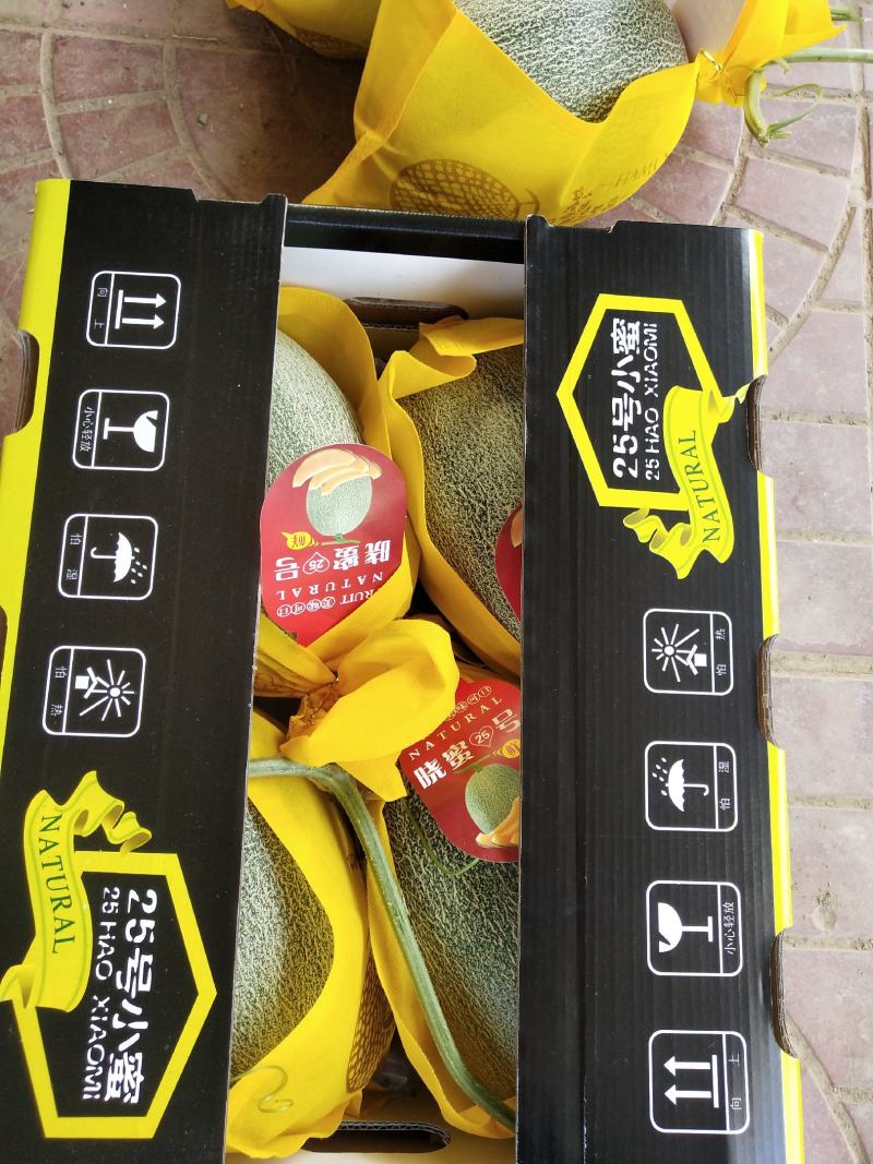 晓蜜25西周蜜25哈密瓜哈密瓜一手货源对接各种平台