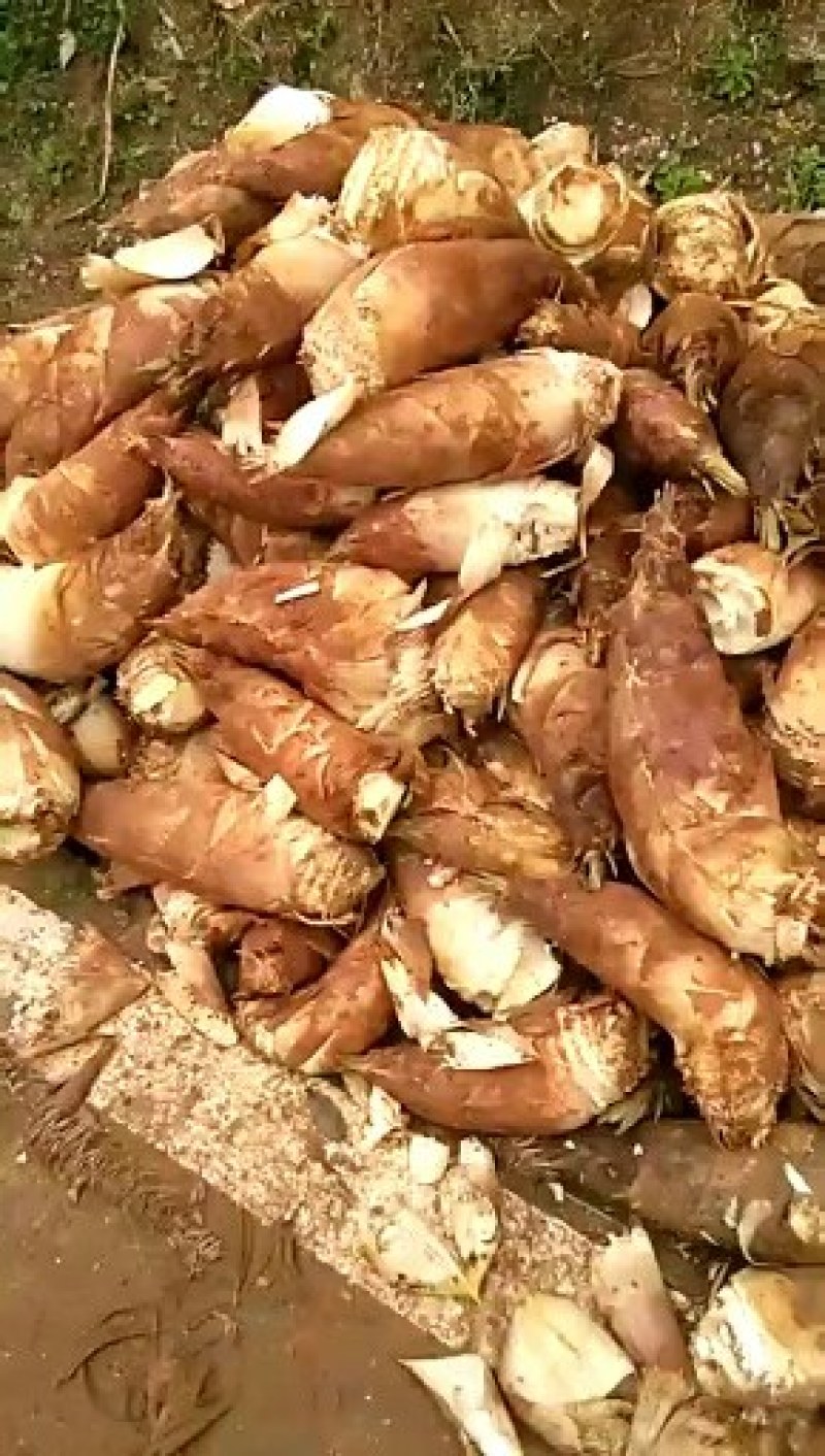 深山老农有好货纯野生红泥笋，自产直销买到开心，吃到放心，