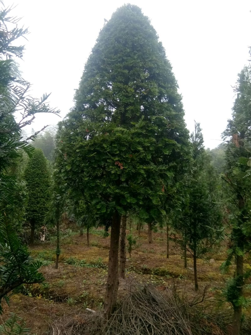 真品红豆杉，5到18公分。欢迎各地老总来电。