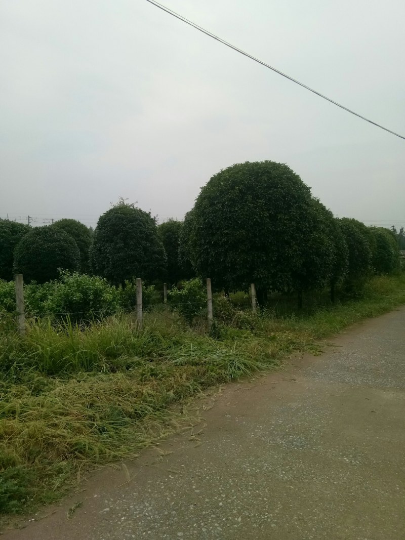 珍品桂花树10一22公分，请看图片。