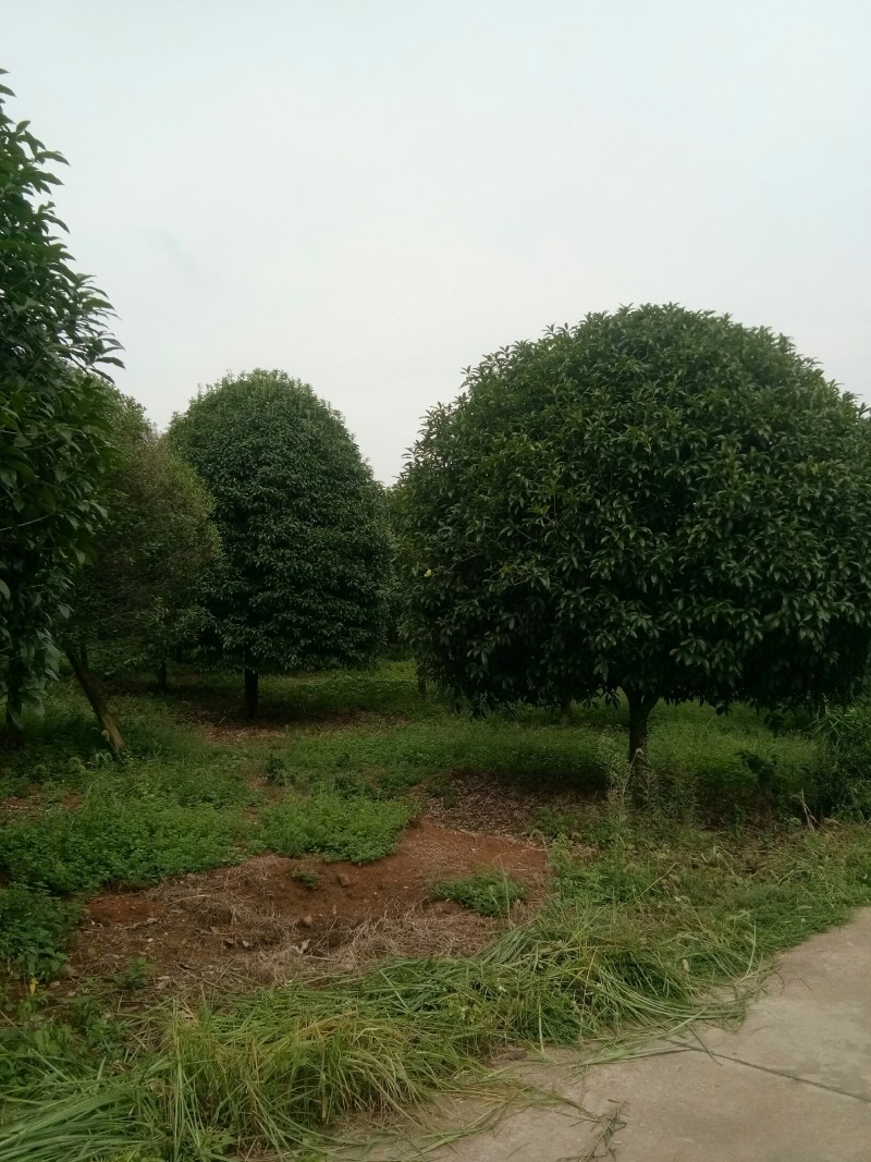 珍品桂花树10一22公分，请看图片。