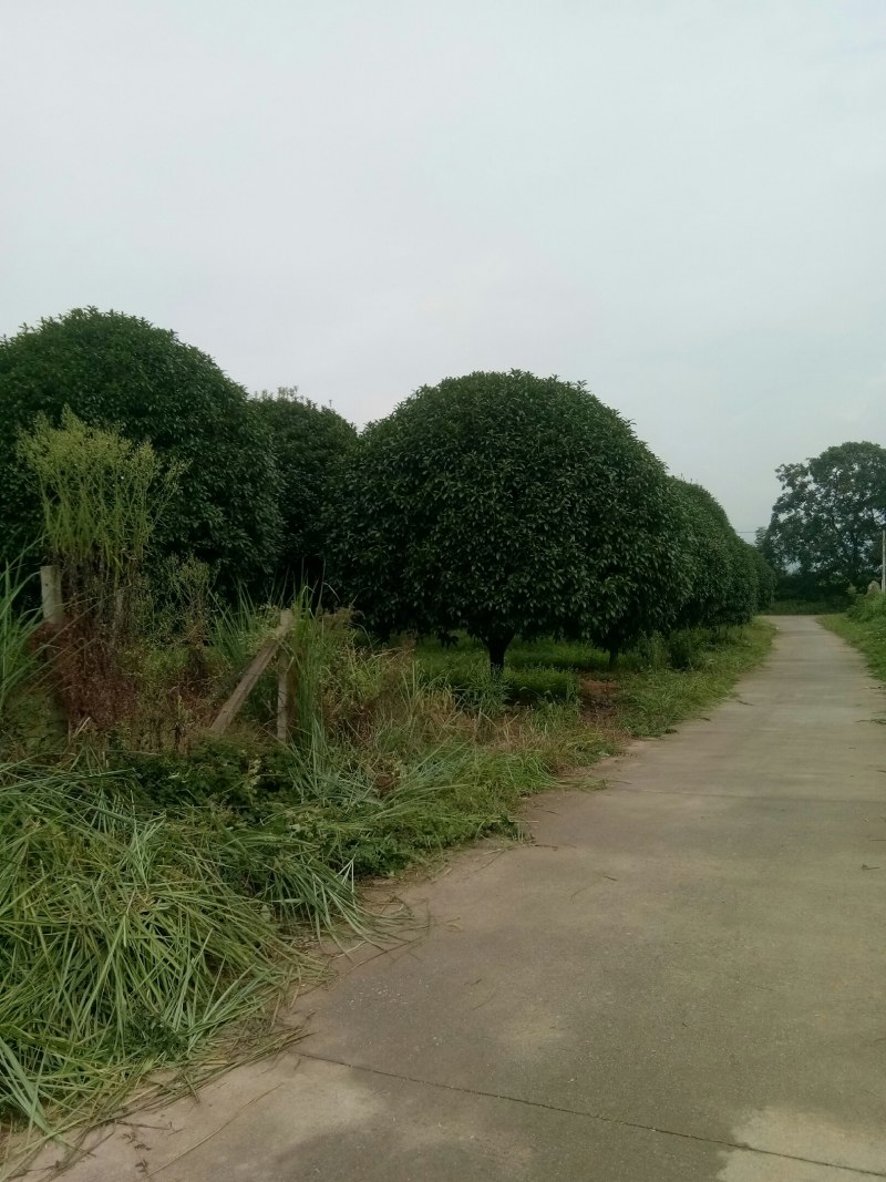 珍品桂花树10一22公分，请看图片。