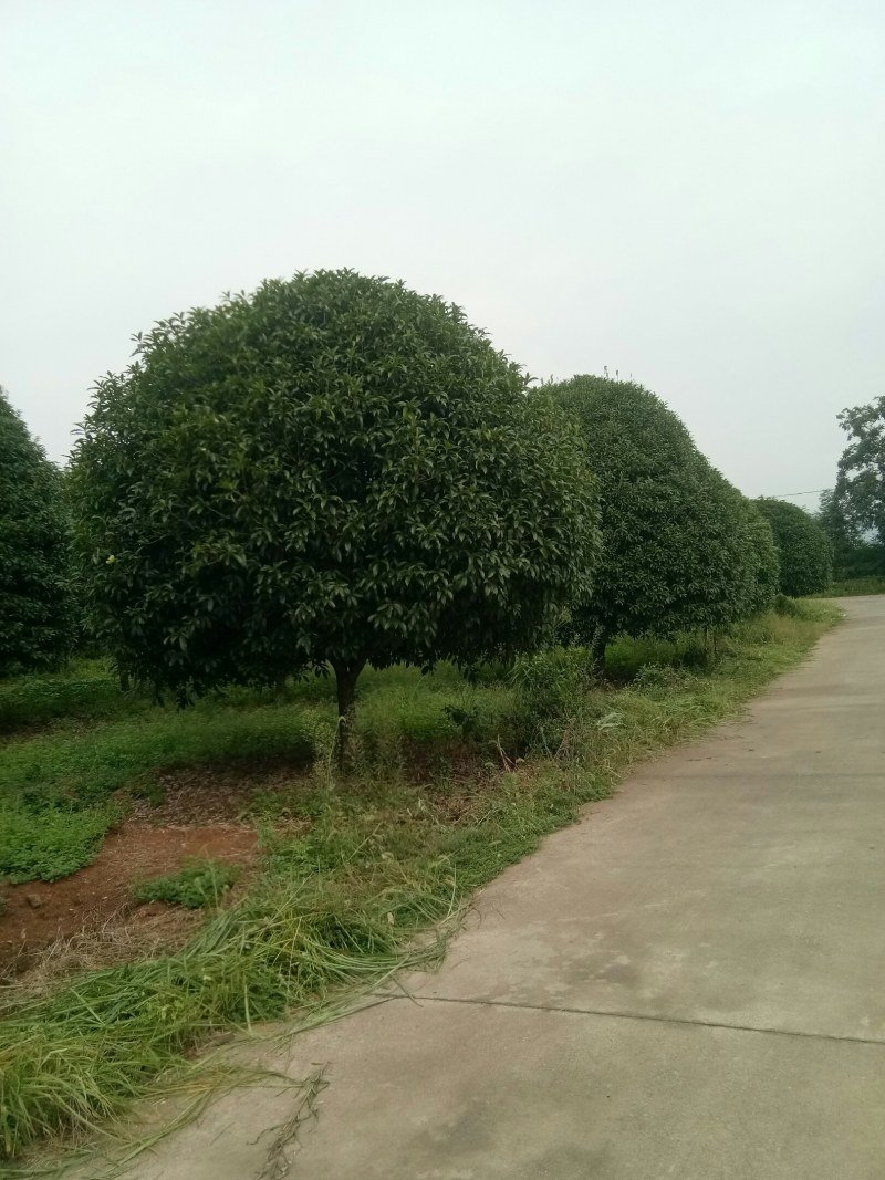 珍品桂花树10一22公分，请看图片。