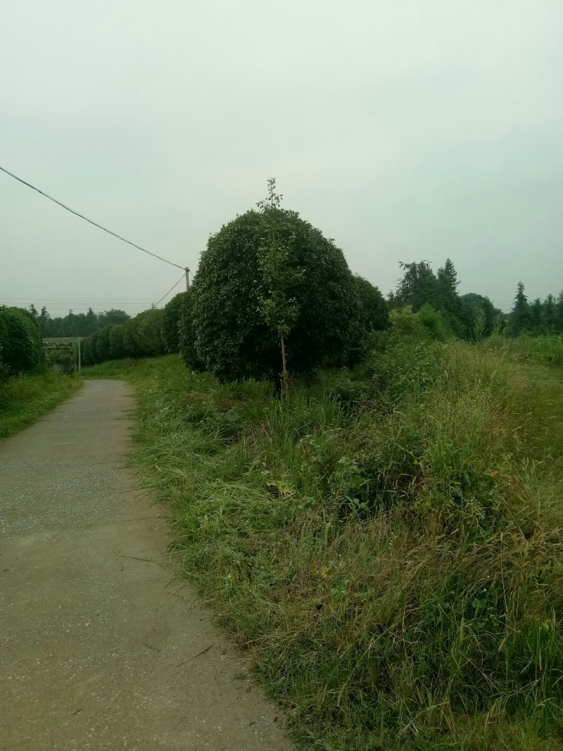 珍品桂花树10一22公分，请看图片。