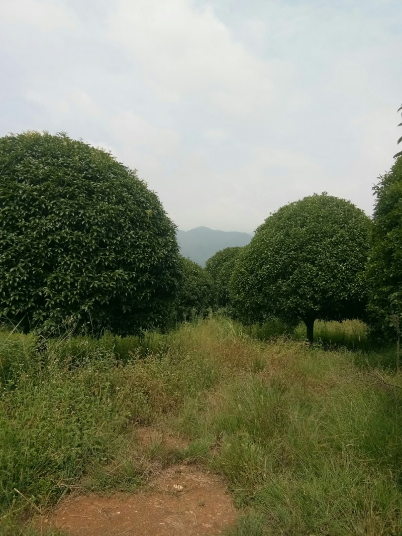 珍品桂花树10一22公分，请看图片。
