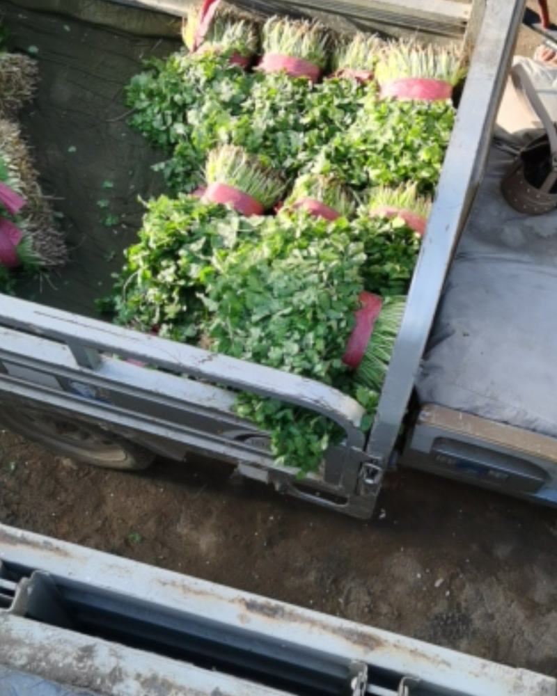 九米六的车已发走生菜，油麦菜，香菜，菠菜