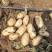 发全国土豆批发、长年常年货源稳定，荷兰系列、闽署、希森