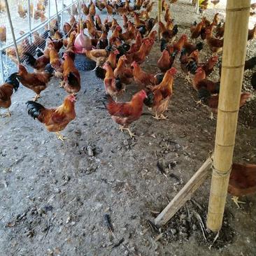 大量优质广西种土鸡，先鸡，母鸡，呆头鸭，欢迎致电选购