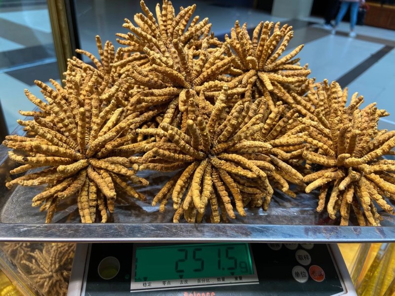 冬虫夏草精品草玉树特产