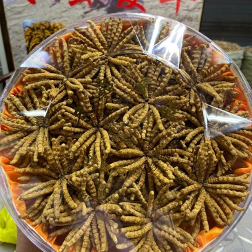 冬虫夏草精品草玉树特产