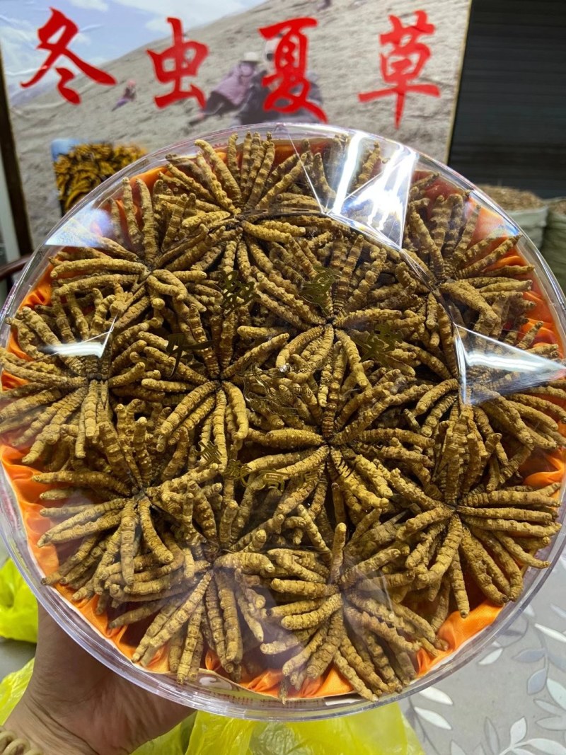 冬虫夏草精品草玉树特产