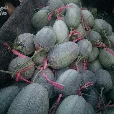 A山东潍坊精品哈密瓜一手货大量上市有量转供超市，大型市场