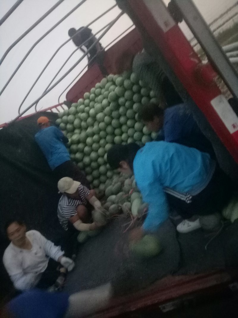 A山东潍坊精品哈密瓜一手货大量上市有量转供超市，大型市场