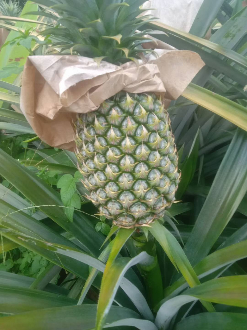 海南三鲜果汇基地凤梨