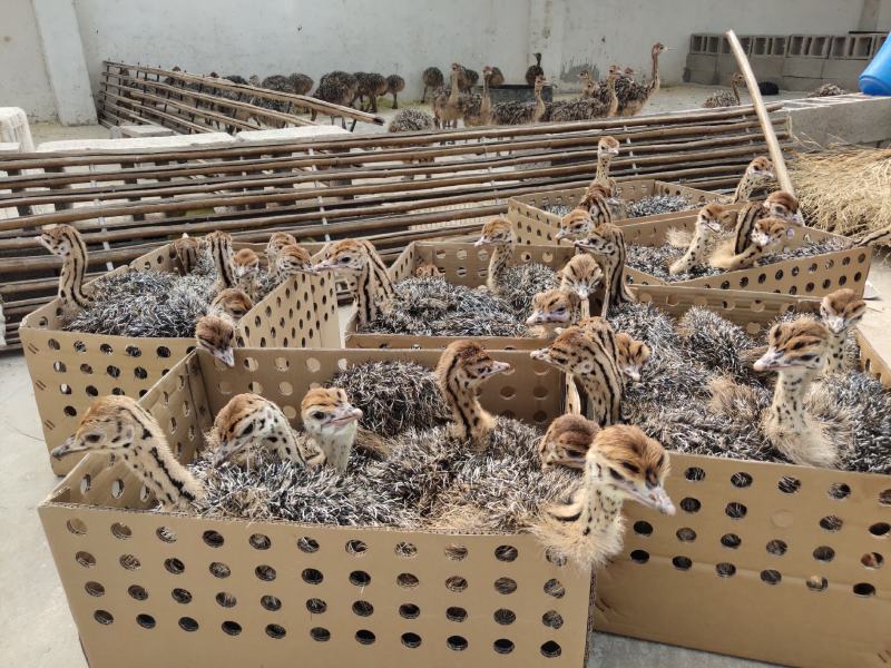 出售非洲鸵鸟苗疫苗已做成活率高提供养殖技术包回收全国发货